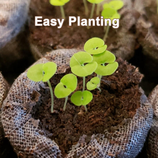 3cm diameter seedling mud