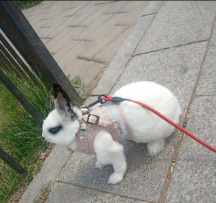 Pet bunny vest